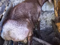 Widder, Hissar sheep — Foto 5