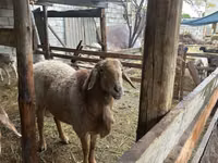 Қошқар, Arashan sheep — 2-сурет
