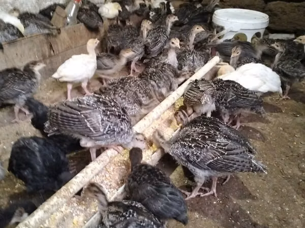 Turkeys