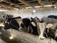 Toro, Ganado vacuno — foto 3