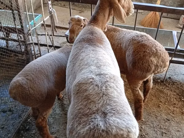 Widder, Arashan sheep