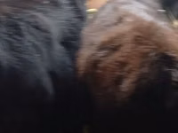 Bulle, Aberdeen-Angus — Foto 7