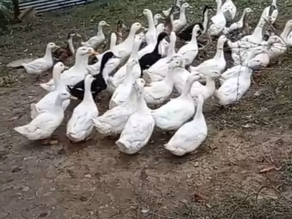 Ducks
