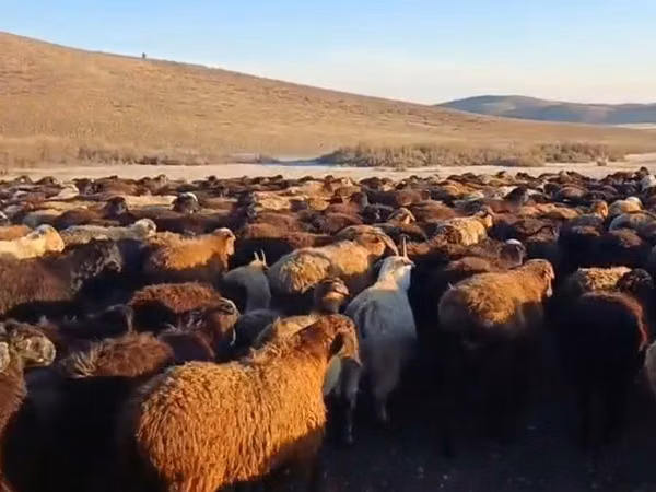 Кочкор, Койлор