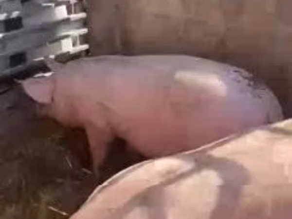 Шошқалар (топ, жынысы көрсетілмеген), Шошқалар