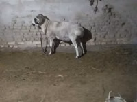 كبش, الأغنام — الصورة 2