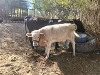 गाय, Latvian Blue cattle — फ़ोटो 2