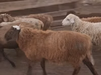Widder, Hissar sheep — Foto 1