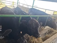 公牛, Aberdeen-Angus — 照片 2