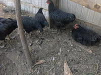 Chickens — Foto 1