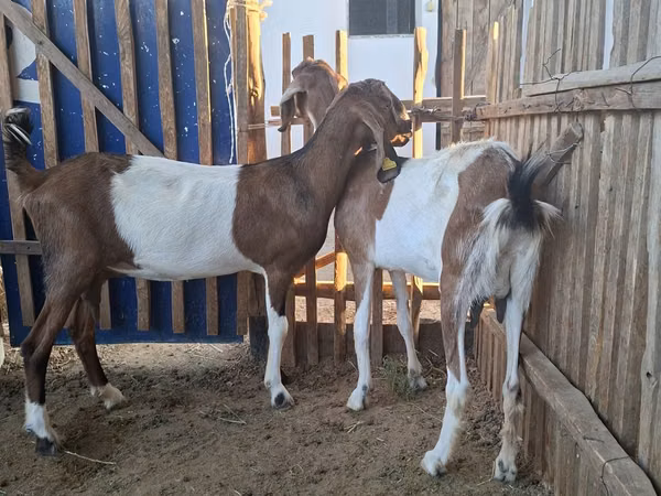 Ешкі, Nubian Goat