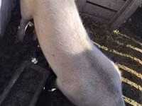 Schweine (Partie, Geschlecht nicht angegeben) — Foto 2