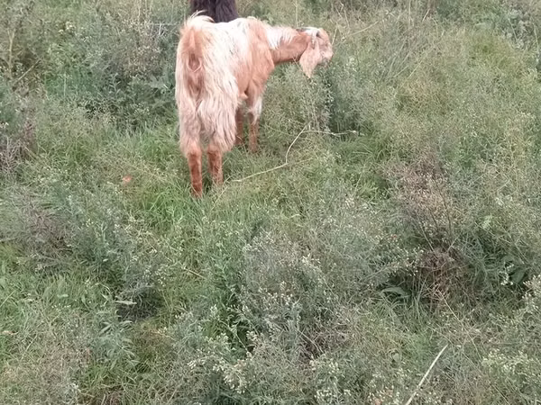 山羊（批次，未指定性别）, Goats
