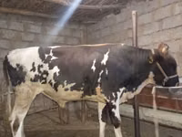 公牛, Russian Black pied cattle — 照片 1