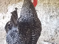 Chickens — Foto 1