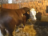 Bulle, Limousin-Kuh — Foto 1