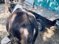 Bull, Swiss cattle — photo 6