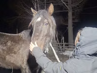 Hengst, New Altai Horse — Foto 2