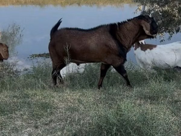 Ziegenbock, Nubian Goat
