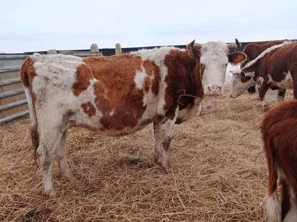 Сиыр, Simmental cattle — Қазақстан