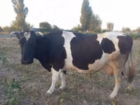 Kuh, Russian Black pied cattle — Foto 1