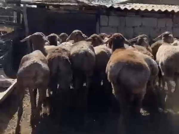 أغنام (دفعة، الجنس غير محدد), Arashan sheep — كازاخستان