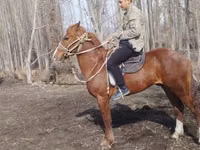 Horse (M), Horses — photo 2