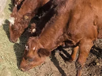Сиыр, Swiss cattle — 4-сурет