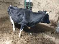 Kuh, Aberdeen-Angus — Foto 7