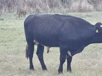 公牛, Simmental cattle — 照片 4