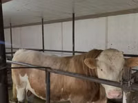Bull, Simmental cattle — photo 2