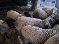 Schafe (Partie, Geschlecht nicht angegeben), Suffolk sheep — Foto 4