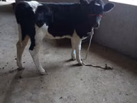 Kuh, Russian Black pied cattle — Foto 1
