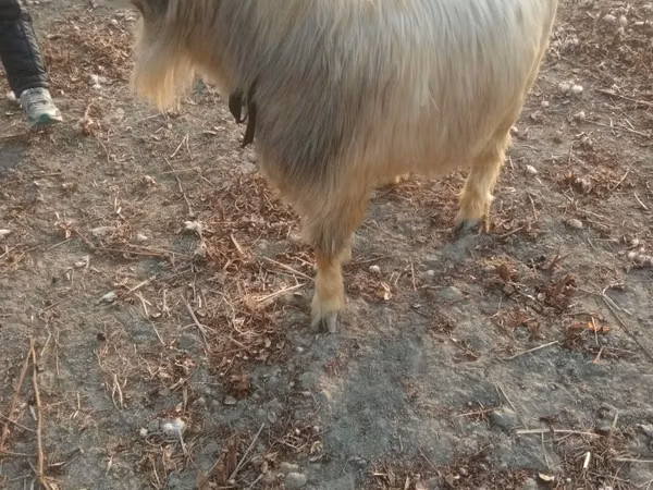 Ziegenbock, Ziegen