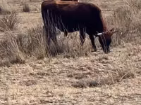 Toro, Vaca kazaja de cabeza blanca — foto 2