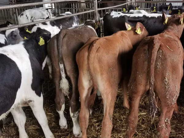 Bulle, Simmental cattle