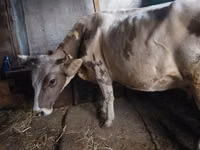 Kuh, Simmental cattle — Foto 2