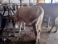 Уй, Симментал тукуму — сүрөт 5