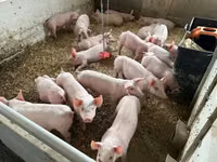 Schweine (Partie, Geschlecht nicht angegeben) — Foto 3