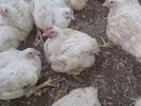 Chickens — Foto 3