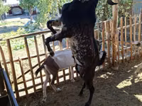 Теке, Beetal goats — 5-сурет