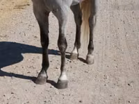 Hengst, Tennessee Walking Horse — Foto 6