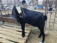 Taka, Nubian Goat — 3-rasm