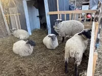 Oveja, Ovejas — foto 5