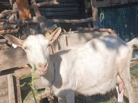 母山羊, Saanen goat — 照片 3