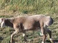 Widder, Arashan sheep — Foto 2