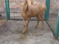 Schaf, Arashan sheep — Foto 3