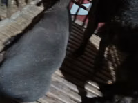 Carnero, Hissar sheep — foto 3