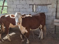 Kuh, Simmental cattle — Foto 1