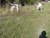 Bulle, Rinder — Foto 1